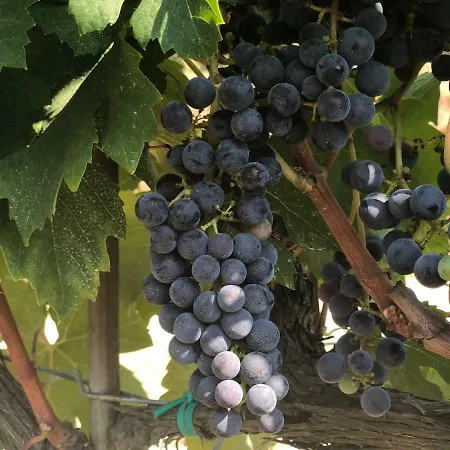 Agriturismo Pieve De Pitti * Terricciola