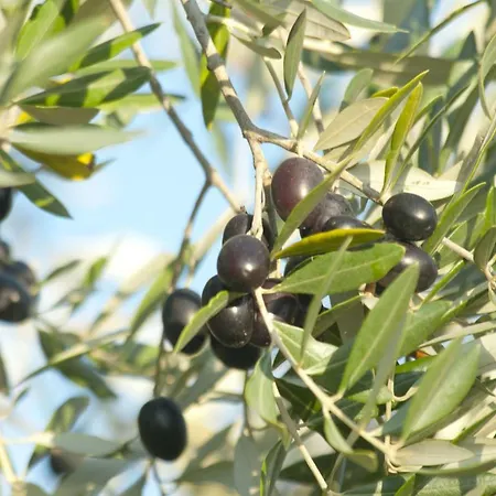 Agriturismo Pieve De Pitti * Terricciola